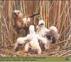 Eurasian Marsh-Harrier and chicks (Circus aeruginosus)