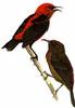 Cardinal Honeyeater (Myzomela cardinalis)