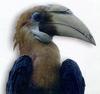 Papuan Hornbill, Blyth's Hornbill (Aceros plicatus)