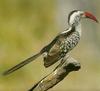 Red-billed Hornbill (Tockus erythrorhynchus)