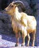 Aoudad, Barbary Sheep (Ammotragus lervia)