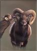Mouflon Sheep (Ovis musimon)