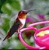 Allen's Hummingbird (Selasphorus sasin)