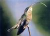 Rufous-breasted Hermit Hummingbird (Glaucis hirsuta)
