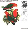 Blue-thighed Lory, Chattering Lory, & Streseman's Lory