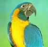 Blue-throated Macaw (Ara glaucogularis)