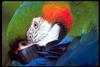 Catalina Macaw (Ara sp.)
