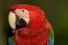 Green-winged Macaw (Ara chloropterus)