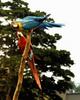 Scarlet Macaw (Ara macao), blue-and-yellow macaw (Ara ararauna)