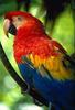 Scarlet Macaw (Ara macao)