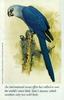 Little Blue Macaw (Cyanopsitta spixii)