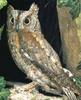 Eurasian Scops-Owl (Otus scops)