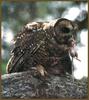 Spotted Owl (Strix occidentalis)