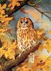 [Animal Art - Basil Ede] Tawny Owl (Strix aluco)