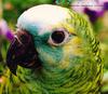 Blue-fronted Amazon Parrot (Amazona aestiva)