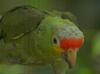 Red-lored Amazon Parrot (Amazona autumnalis)