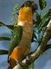Black-headed Parrot (Pionites melanocephala)