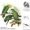 Singing Parrot & Blue-collared Parrot
