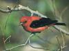 Scarlet Tanager (Piranga olivacea)