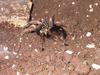 Tarantula (Theraphosidae)
