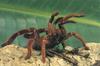Tarantula (Theraphosidae)