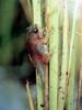 어린 일본청개구리 Hyla arborea japonica (Common Treefrog, Japan)
