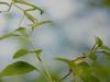 일본청개구리 Hyla arborea japonica (Common Treefrog, Japan)