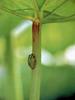 일본청개구리 Hyla arborea japonica (Common Treefrog, Japan)