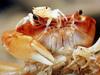 일본민물게 (Japanese Freshwater Crab)