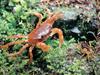 일본민물게 (Japanese Freshwater Crab)