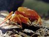 일본민물게 (Japanese Freshwater Crab) - 탈각(脫殼) 1