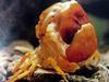 일본민물게 (Japanese Freshwater Crab) - 탈각(脫殼) 4