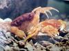일본민물게 (Japanese Freshwater Crab) - 탈각(脫殼) 6