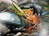 일본민물게 (Japanese Freshwater Crab) - 메뚜기 사냥