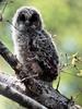 일본올빼미 Strix aluco (Japanese Tawny Owl)