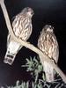 일본솔부엉이 Ninox scutulata (Brown Hawk Owl, Japan)