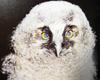 일본의 큰소쩍새 새끼 Otus bakkamoena (Collared Scops Owl, Japan)