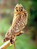 일본쇠부엉이 Asio flammeus (Short-eared Owl, Japan)