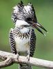 일본 뿔호반새 Megaceryle lugubris (Greater Pied Kingfisher, Japan)