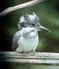 일본 뿔호반새 Megaceryle lugubris (Greater Pied Kingfisher, Japan)
