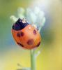 일본 칠성무당벌레 Coccinella septempunctata (Seven-spotted Ladybird, Japan)