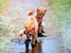 새끼 고양이 (Brown Kittens, Japan)