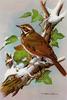 [Animal Art - Basil Ede] Redwing (Turdus iliacus)