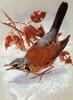[Animal Art - Basil Ede] Fieldfare (Turdus pilaris)