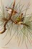[Animal Art - Basil Ede] Goldcrest (Regulus regulus)