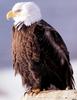 [SelectScan SDC] Bald Eagle