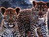 [SelectScan SDC] Snow Leopard cubs