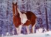 [SDC2001 Xmas] Paint Horse