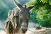 [ar'Ondite WAU] A Donkey in Greece (Bro)