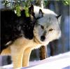 [Ashwood-Wolves] Gray Wolf